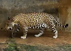 Panthera onca