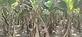 Jalgaon Banana Farm at Adgaon in Jalgaon