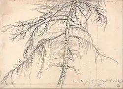 Larch tree pencil drawing, James Ward, before 1859