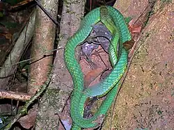 green snake on a tree from above