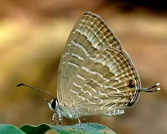 J. celeno imago