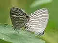 Mating