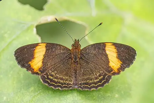 Telenassa jana, Ecuador