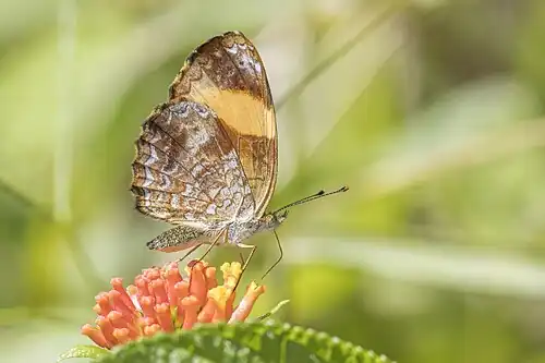 Telenassa jana, Ecuador