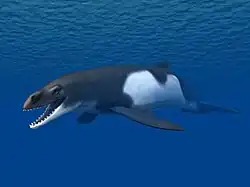 Janjucetus hunderi