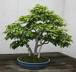 Beech bonsai tree