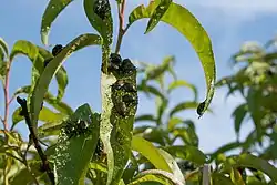 Adult Japanese beetles feeding on a peach tree