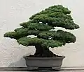 Bonsai tree