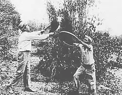 Japanese immigrants working on coffee plantation