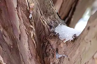 Rough bark