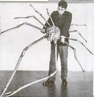 A Japanese spider crab whose outstretched legs measured 3.7&nbsp;m (12&nbsp;ft) across