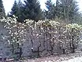 The Gardens