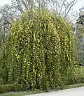 Weeping form