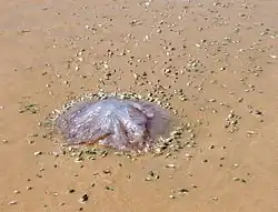 Marine snails feeding on jellyfish carrion.