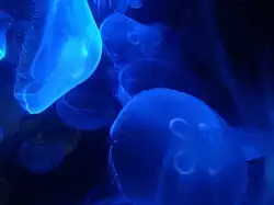 Sea jellies on display