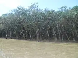 Tonlé Sap