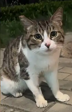 Jianzhou cat