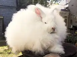 Fluffy white rabbit