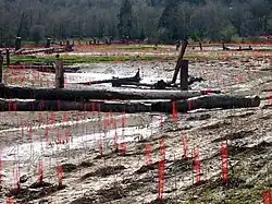 Hundreds of red mesh plant protectors attached to sticks rise from a flat muddy area near a woods. Many stumps or pieces of trees rise vertically from the bog, and tree trunks lie scattered here and there.