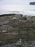 Orthogonal joint sets on a bedding plane in flagstones, Caithness, Scotland.