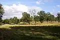 Whitmoor Common