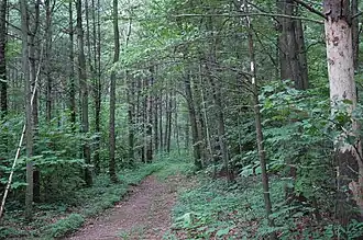 Trail