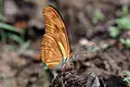D. i. alcionea Brazil