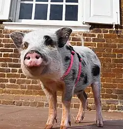 Small pig