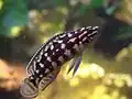 Julidochromis marlieri