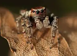 Male, front view