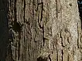 Bark