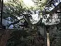 400-year-old juniper tree designated a Natural Monument of the community