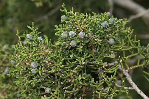 Foliage and fruit