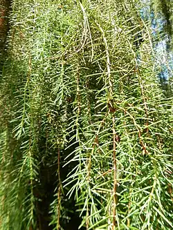 Foliage