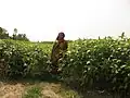 Jute field