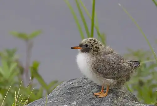 chick