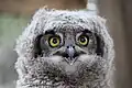 A juvenile spotted eagle-owl will develop its ear-tufts at about six months old.
