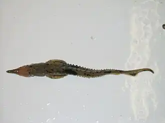 Juvenile lake sturgeon Goulais Bay, Lake Superior