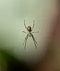 Juvenile in a web in New York