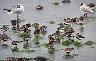 Flock in Ystad, Sweden