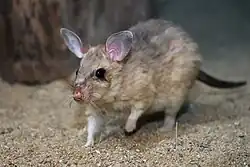 Brown giant rat