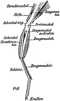 Leg of a beetle. Plate from Die Käfer