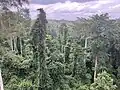 Jungle from above