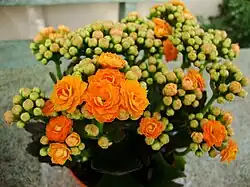 One of the calandiva line of double-flowered cultivars