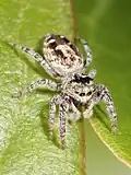 female