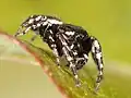 Male