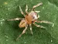 First instar