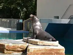 California sea lion