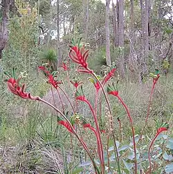 In bushland on Darling Scarp