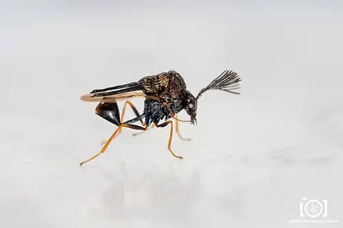 K. floridana